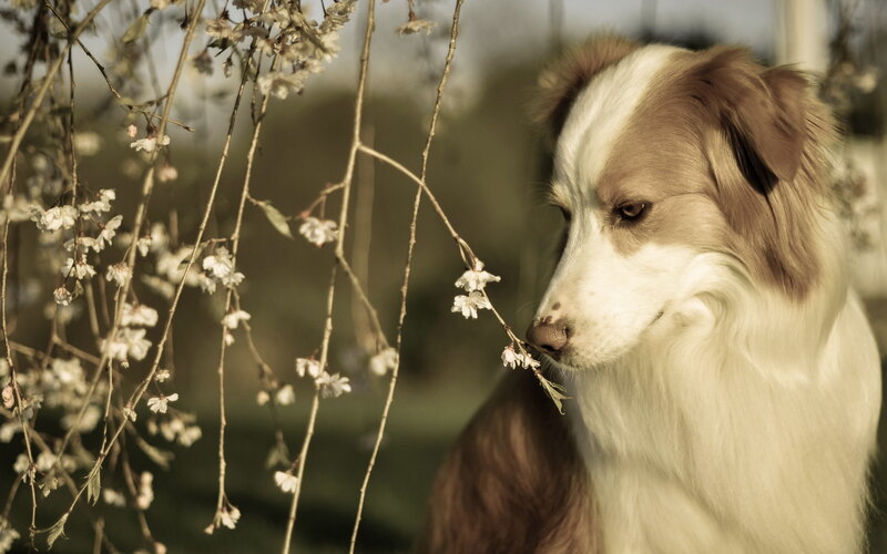 Brown and White Dog — Calm, Spring