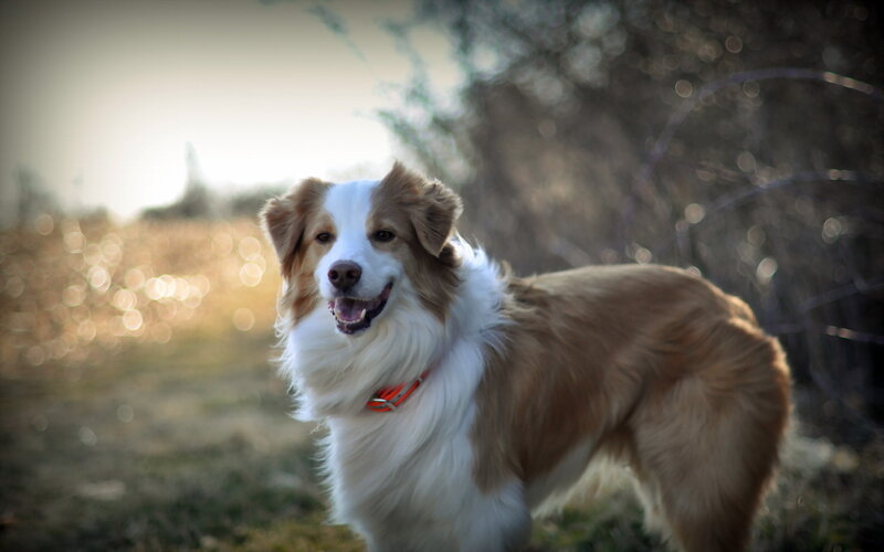 Brown and White Dog — Calm, Sunset, Photograph