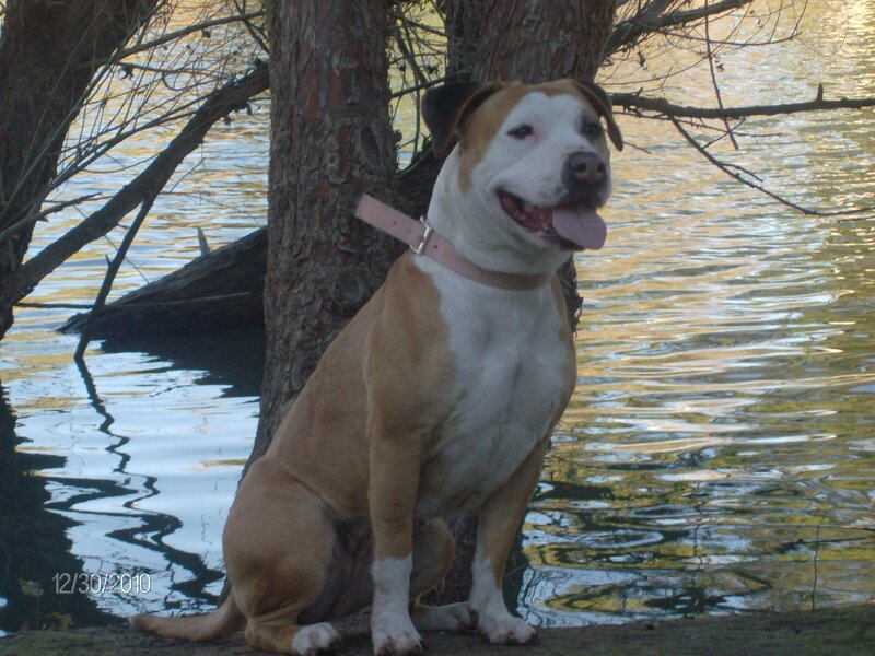 Brown and White Dog — Calm, Sunset