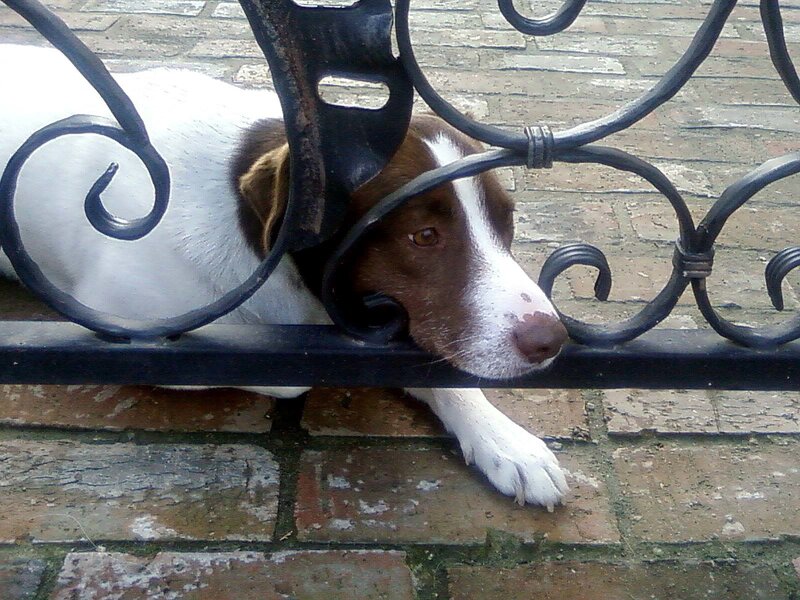 Brown and White Dog — Calm
