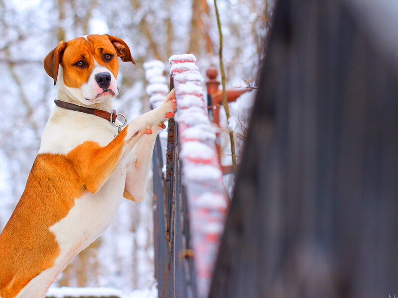 Brown and White Dog — Calm, Winter, Photograph, Fence, Snow