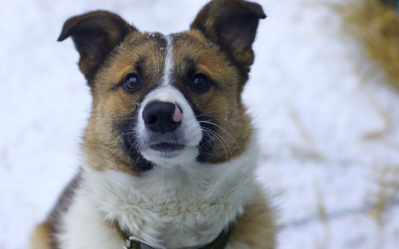 Brown and White Dog — Calm, Winter, Photograph, Snow, Collar, Black