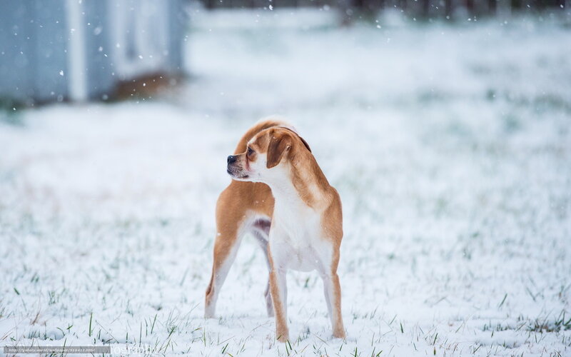 Brown and White Dog — Calm, Winter, Photograph, Snow, Grass, Building