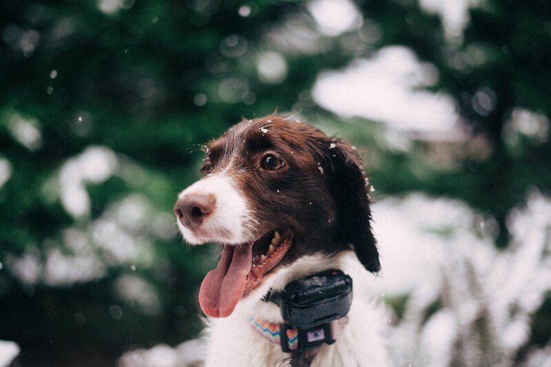 Brown and White Dog — Calm, Winter, Photograph, Snow, Trees, Collar