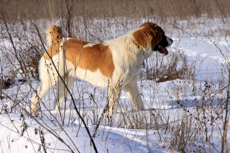 Brown and White Dog — Calm, Winter, Photograph