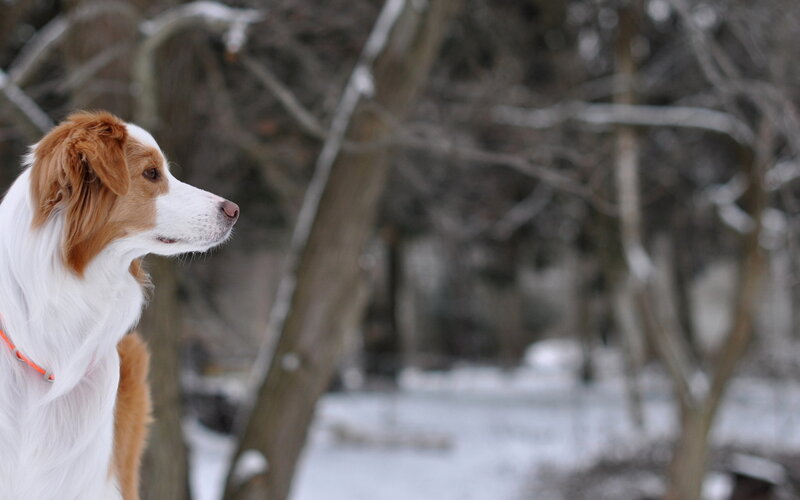 Brown and White Dog — Calm, Winter, Photograph, Trees