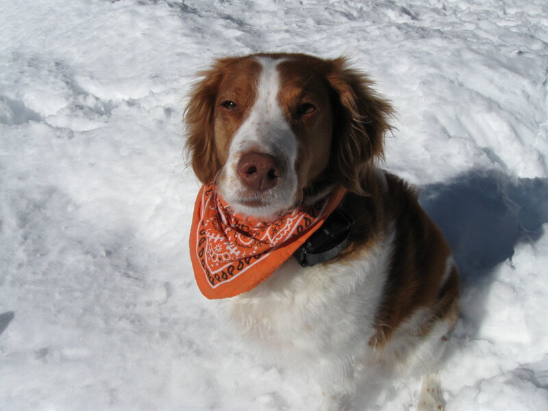 Brown and White Dog — Calm, Winter