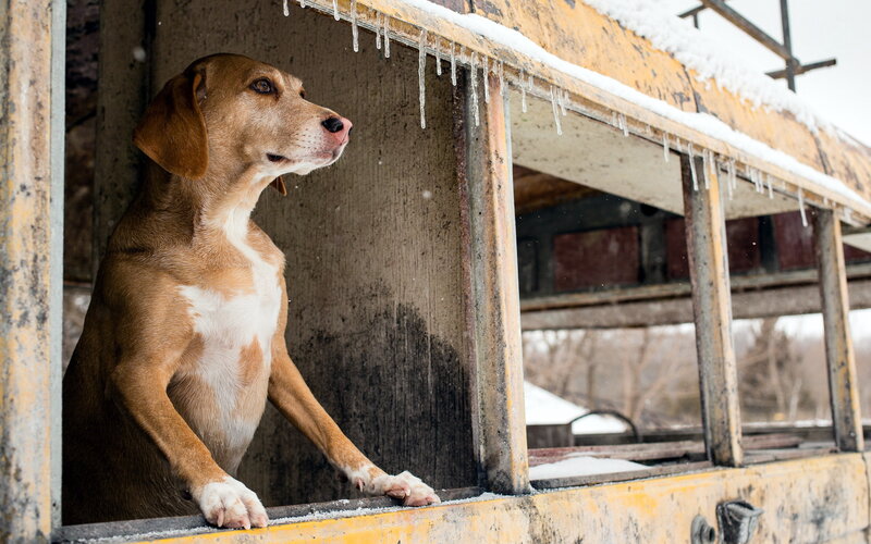Brown and White Dog — Cold