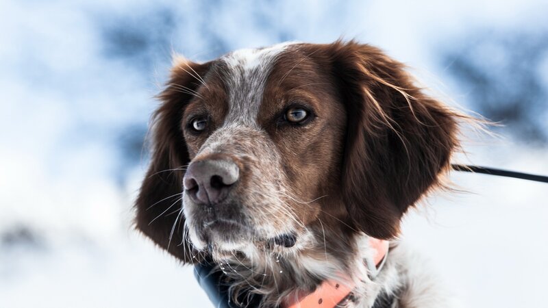 Brown and White Dog — Cold, Winter, Photograph