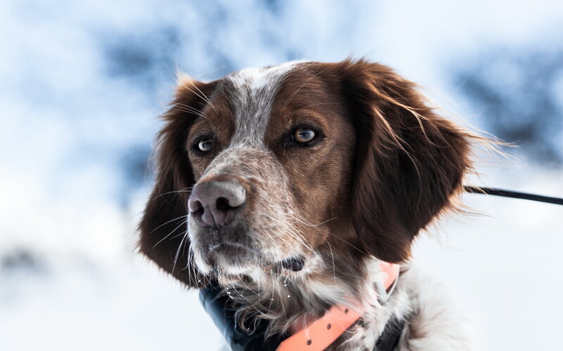 Brown and White Dog — Cold, Winter