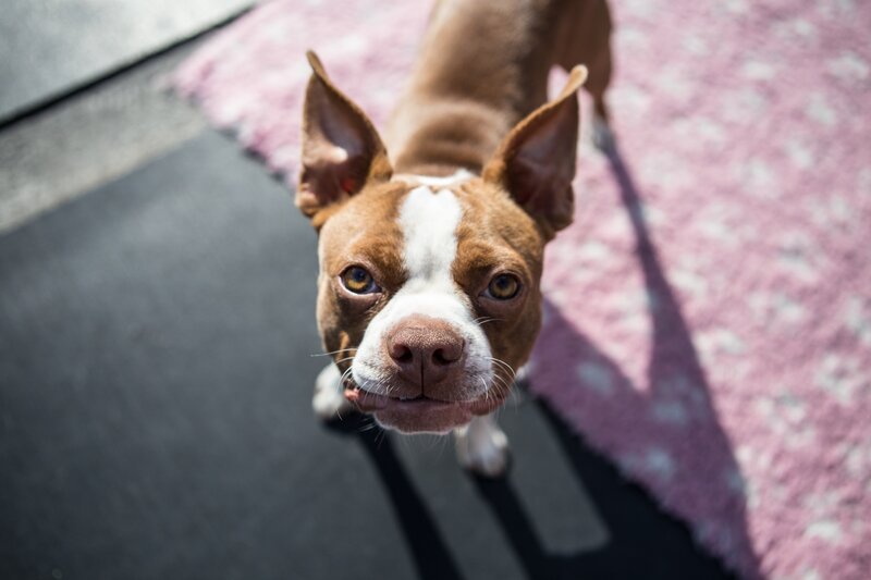 Brown and White Dog — Curious, Afternoon