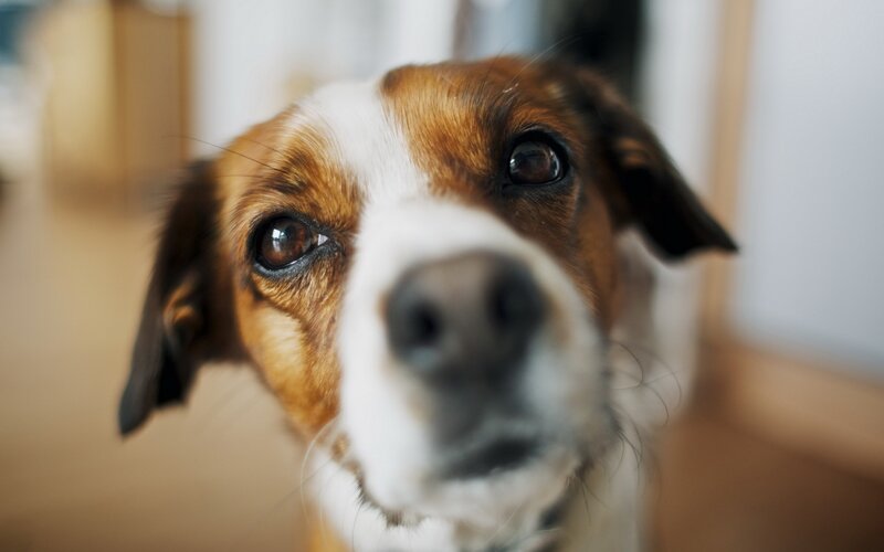 Brown and White Dog — Curious, Photograph, Eyes