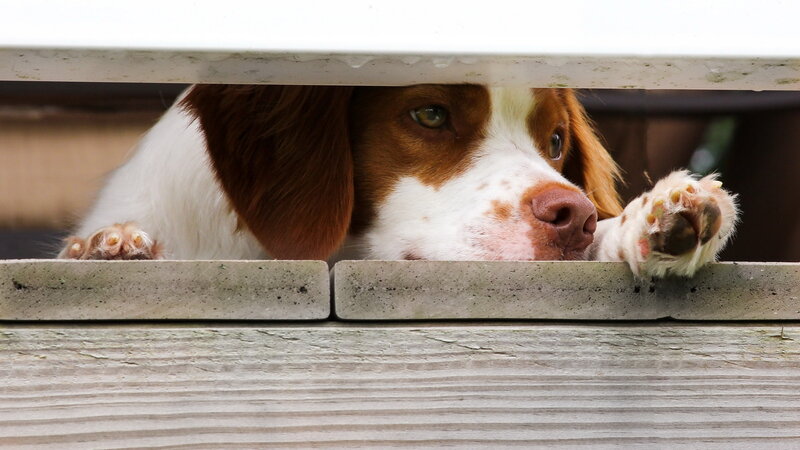 Brown and White Dog — Curious, Photograph, Paws