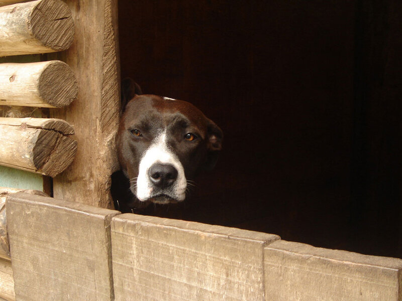 Brown and White Dog — Curious, Photograph