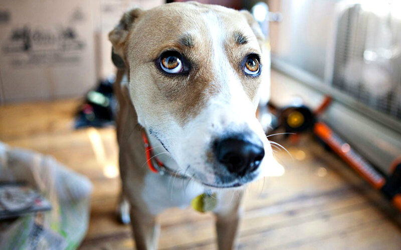 Brown and White Dog — Curious, Photograph, Wooden Floor