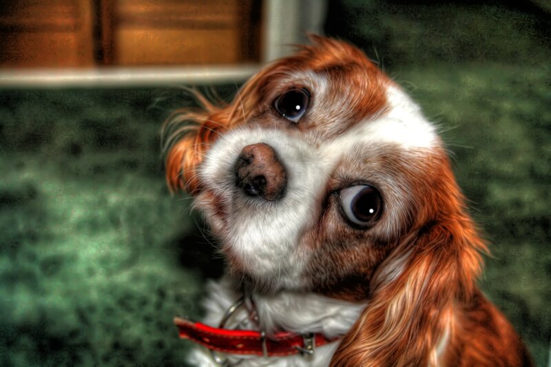Brown and White Dog — Curious