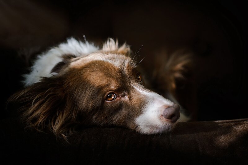 Brown and White Dog — Dramatic, Photograph