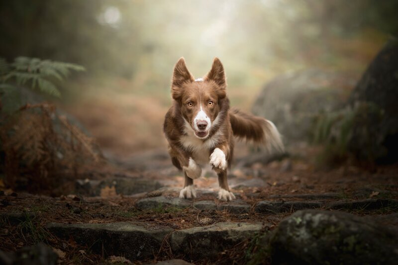 Brown and White Dog — Dynamic