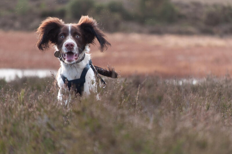 Brown and White Dog — Energetic