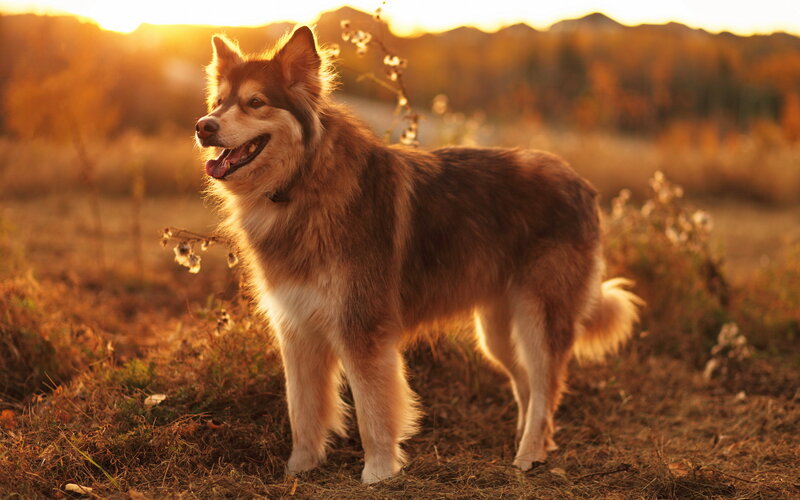 Brown and White Dog — Golden