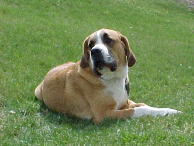 Brown and White Dog — Grass