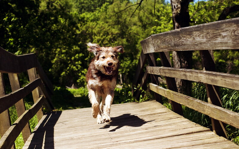 Brown and White Dog — Green, Active, Afternoon