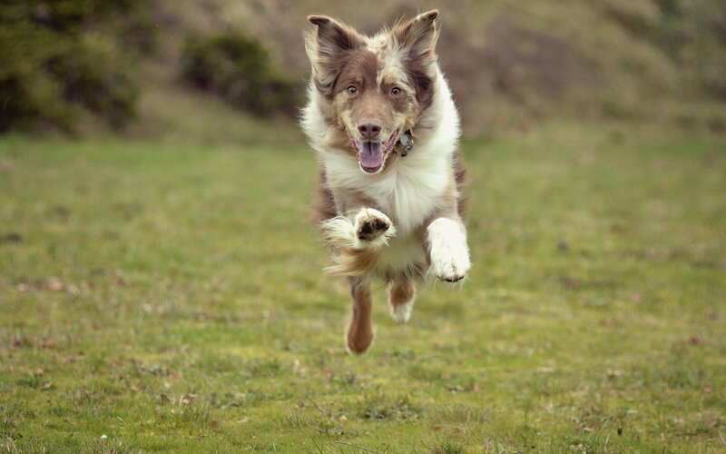 Brown and White Dog — Green, Active