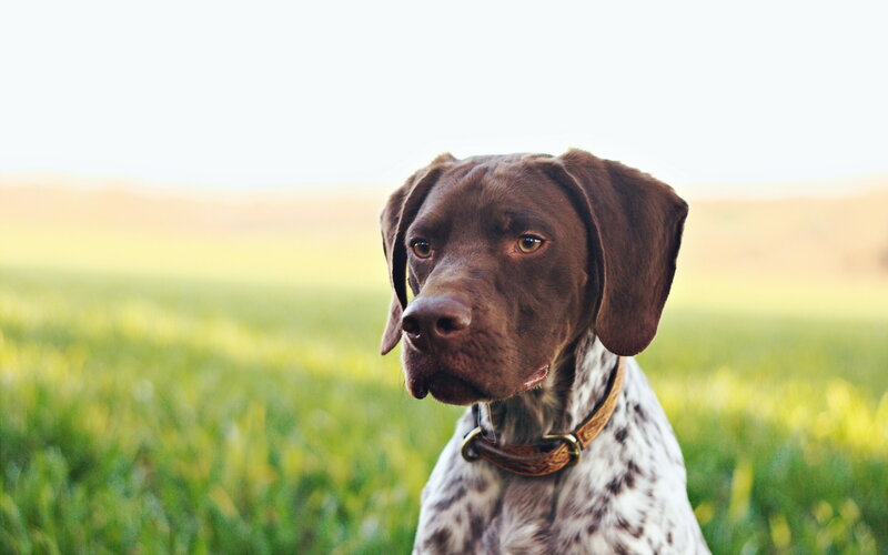 Brown and White Dog — Green, Calm, Afternoon, Photograph, Collar
