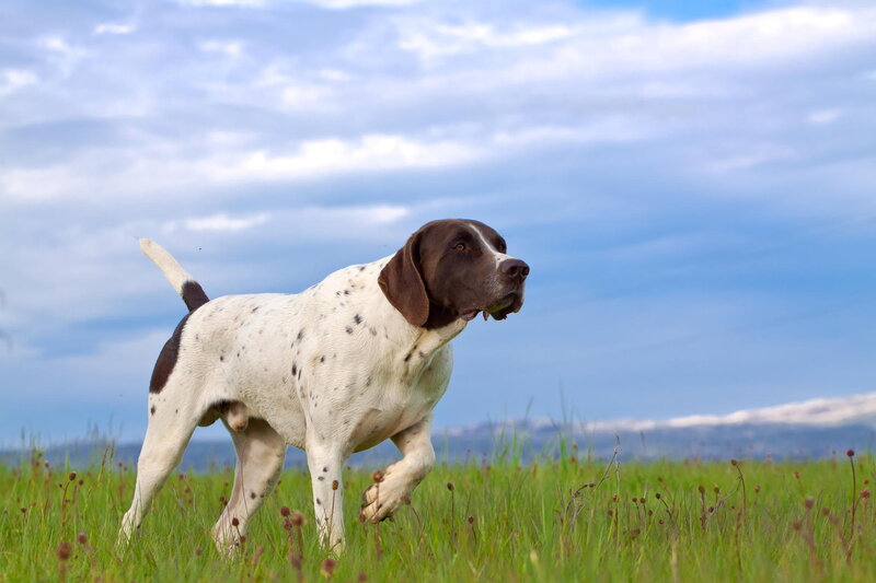Brown and White Dog — Green, Calm, Afternoon, Photograph, Grass, Sky