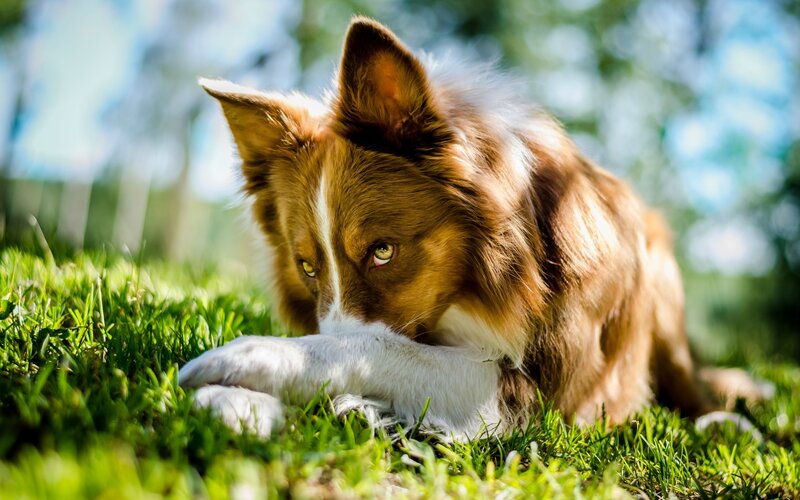 Brown and White Dog — Green, Calm, Afternoon, Photograph, Grass, Sunlight