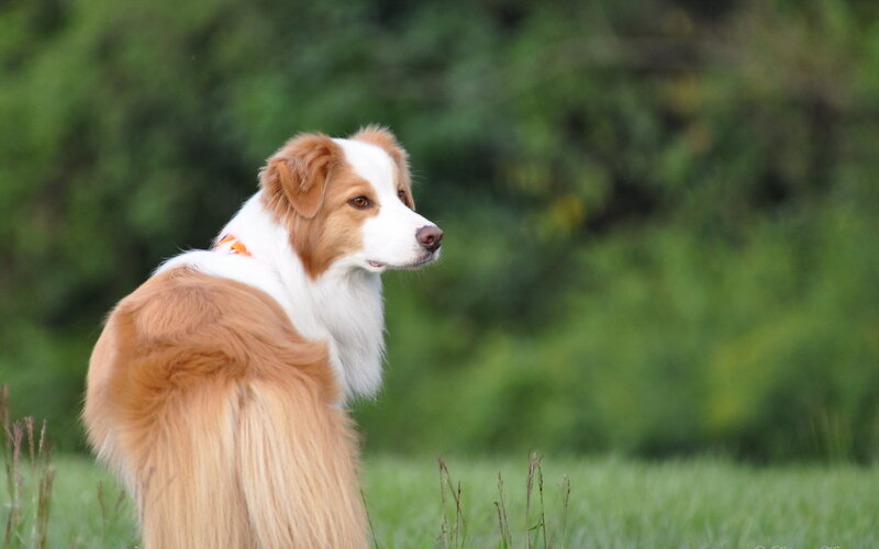 Brown and White Dog — Green, Calm, Afternoon, Photograph, Grass