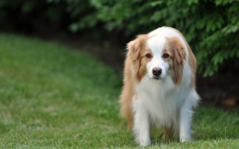 Brown and White Dog — Green, Calm, Afternoon, Photograph, Grass, Trees