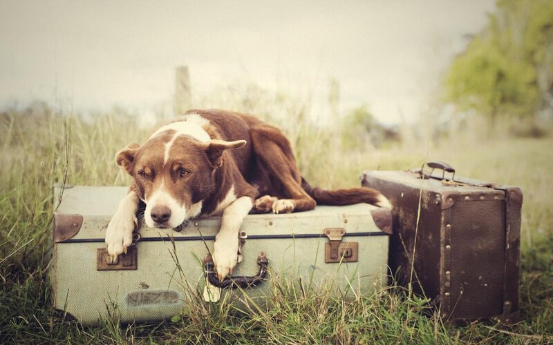 Brown and White Dog — Green, Calm, Afternoon, Photograph