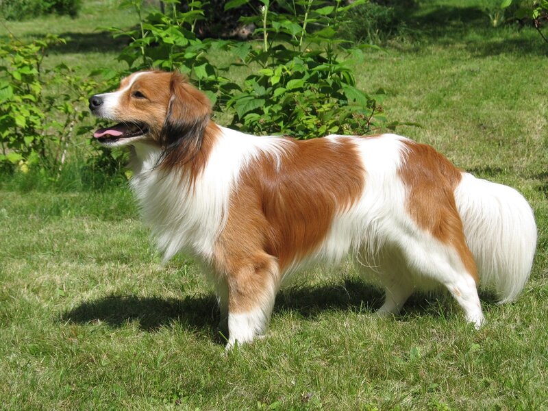 Brown and White Dog — Green, Calm, Afternoon