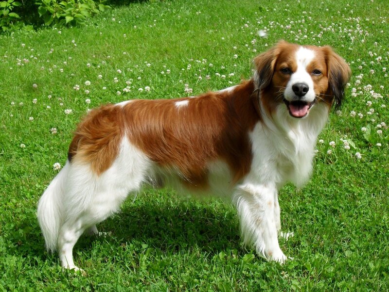 Brown and White Dog — Green, Calm, Summer