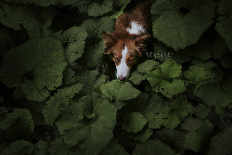 Brown and White Dog — Green, Dramatic
