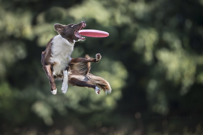 Brown and White Dog — Green, Dynamic