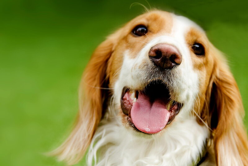 Brown and White Dog — Green, Happy