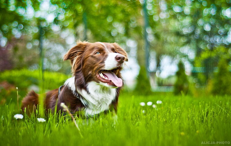 Brown and White Dog — Green, Peaceful