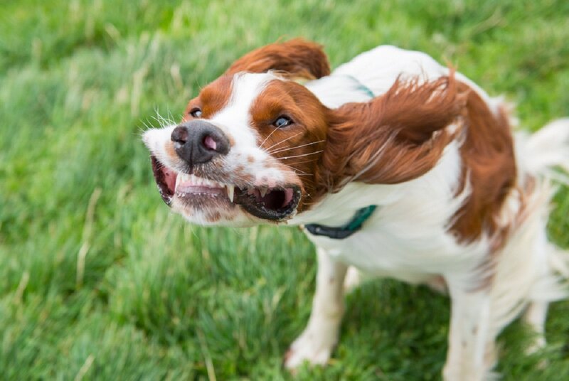 Brown and White Dog — Green, Playful