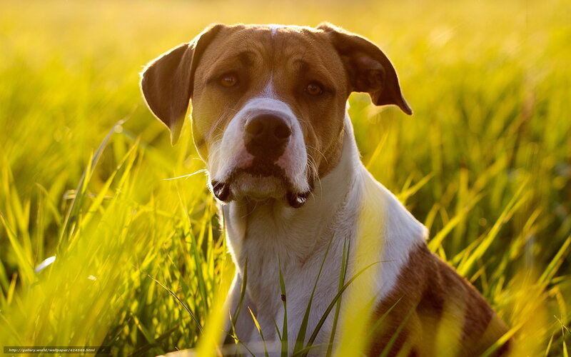 Brown and White Dog — Green, Serene, Sunset