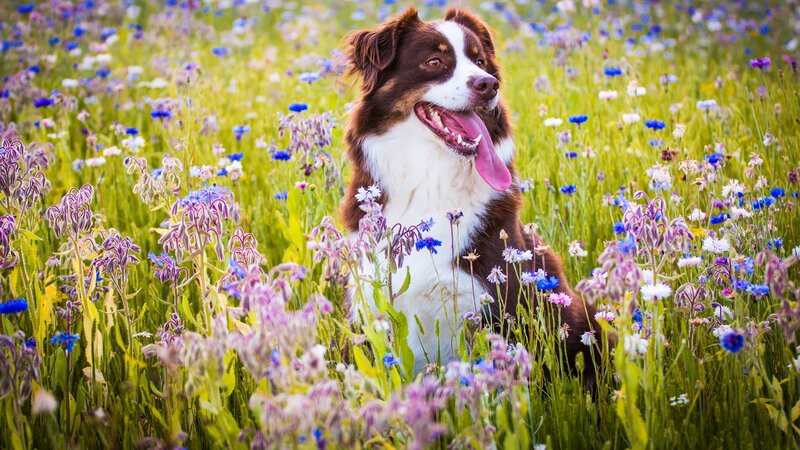 Brown and White Dog — Green, Serene