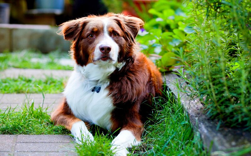 Brown and White Dog — Green