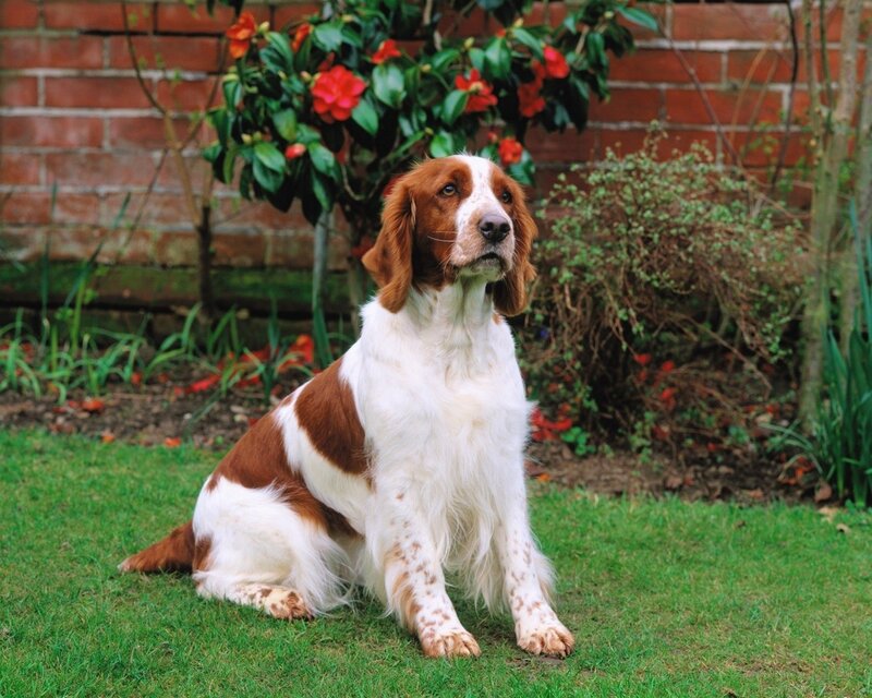 Brown and white dog in garden