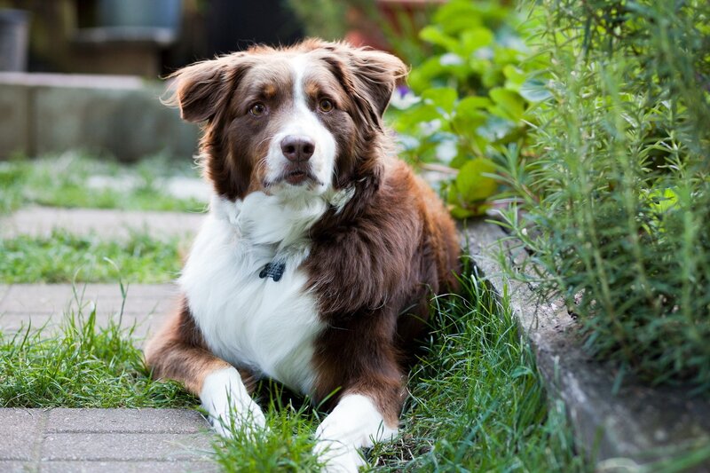 brown and white dog in garden