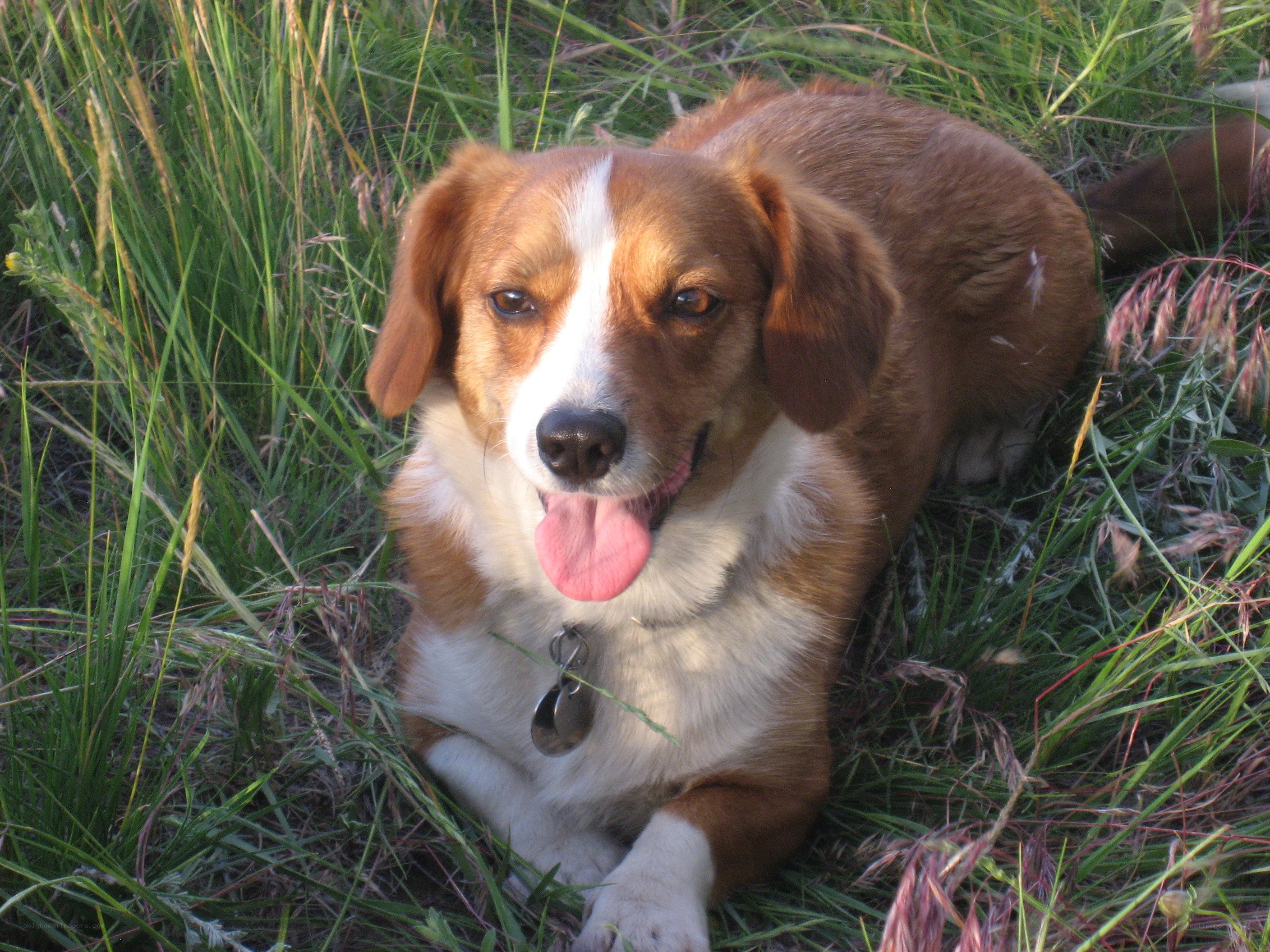 brown and white dog in grass
