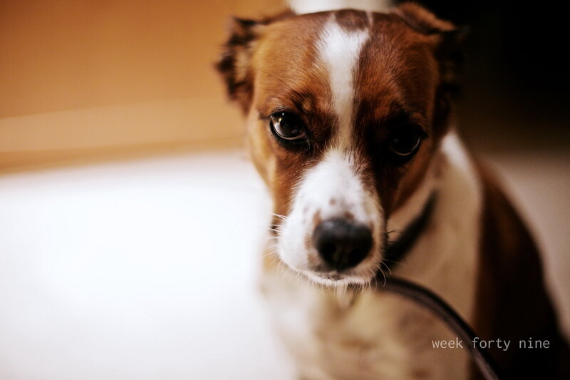 Brown and White Dog — Intense