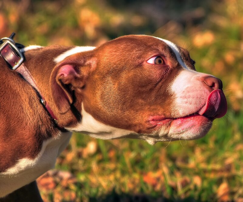 brown and white dog licking nose