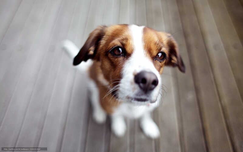 brown and white dog looking up