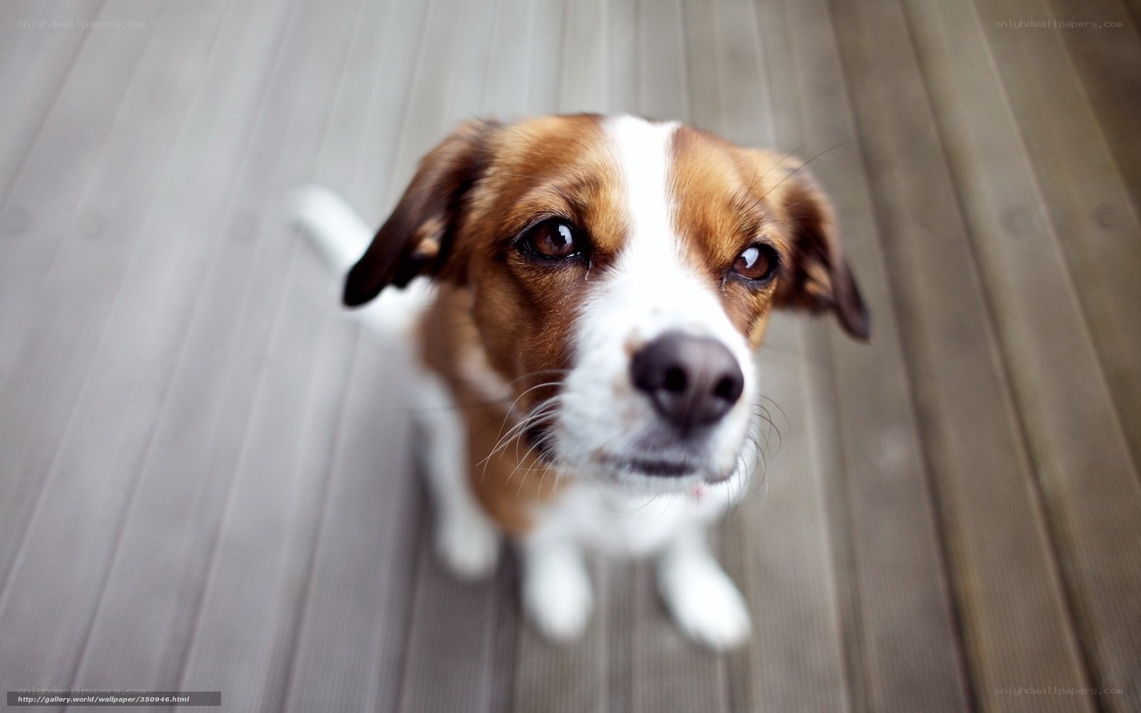 brown and white dog looking up